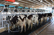 Cow milking facility