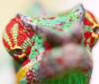 oeil de caméléon