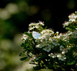 Holly Blue Butterfly in Dappled Sunlight