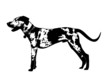 Catahoula, Louisiana Leopard Dog - Silhouette Catahoula, Louisiana Leopard Dog - Silhouette