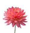 Isolated pink flower on white background