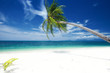 palm