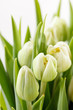 nice tulips