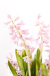 hyacinth flowers