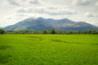 Sheep and rams in Killarney mountains, Ireland