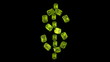 Video: Diamonds US dollar symbol assembling with slow motion. Alpha Diamonds US dollar symbol assembling with slow motion. Alpha