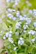 Forget-me-not