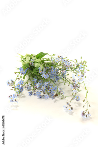 Foto: Ehrenpreis Ehrenpreis