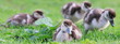 Nilgänse-10396b2