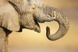 Details der Fotografie Elephant portrait