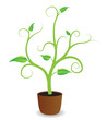 A potted plant beginning to grow, vector A potted plant beginning to grow, vector