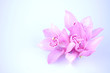 beautiful pink orchid against blue background beautiful pink orchid against blue background