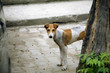 Strassenhund