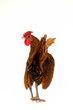 cock
