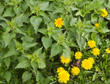 Photo: nettle and dandelion nettle and dandelion