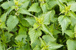 Photo: nettle nettle