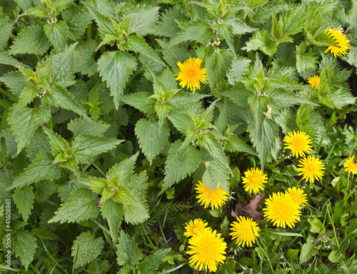 Photo: nettle and dandelion nettle and dandelion