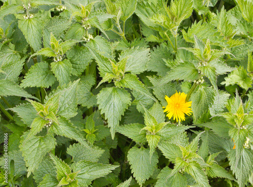 Photo: nettle and dandelion nettle and dandelion