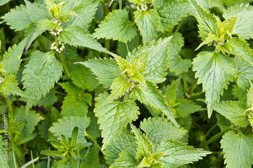 Photo: nettle nettle
