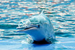 Dolphin show in the park Dolphin show in the park