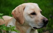 labrador