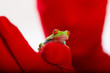Red Person holding a red eyed tree frog