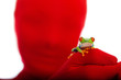 Red masked person holding a red eyed tree frog