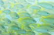 Fischschwarm - Shoal of fishes - Seychelles
