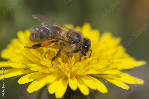 Photo: Bee and dandelion. Bee and dandelion.