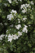 aubépine 2