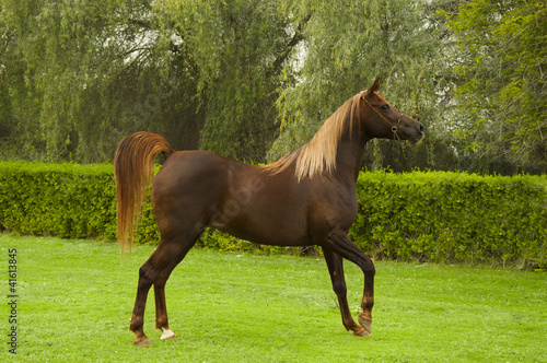 Photo: Bay straight Egyptian horse Bay straight Egyptian horse