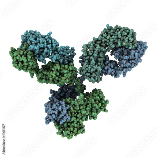 Illustration: Immunoglobulin G (IgG, antibody) molecule Immunoglobulin G (IgG, antibody) molecule