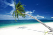 Photo: palm palm