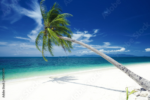 Foto: palm palm
