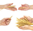 arm of wheat arm of wheat