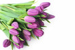 violet tulips