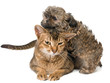 Photo en ligne au meilleur prix Cat and puppy  in studio