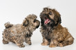 Photo en ligne au meilleur prix Puppies colored lapdog