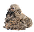 Photo en ligne au meilleur prix Puppies colored lapdog