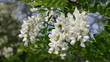 Flowers of a white acacia swaying on a wind. Footage 1920x1080. Flowers of a white acacia swaying on a wind. Footage 1920x1080.