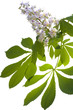 Photo: chestnut flower with leaves on white background chestnut flower with leaves on white background