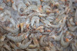 lobster lobster