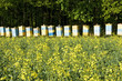 Bee hives among a blooming rape field
