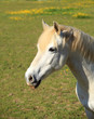 portrait of a young white horse in a meadow portrait of a young white horse in a meadow