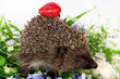 Photo: hedgehog, wild flowers and ripe strawberry hedgehog, wild flowers and ripe strawberry