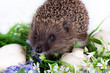 hedgehog, flowers and field mushrooms