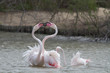 flamingos fightinig in Camargue, France