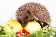 Photo: hedgehog, wild flowers and apples hedgehog, wild flowers and apples