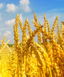 Wheat field against a blue sky Wheat field against a blue sky
