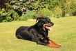 portrait of a purebred french sheepdog beauceron portrait of a purebred french sheepdog beauceron